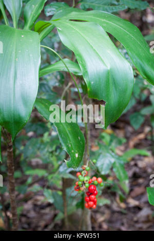 Palm-lily (Cordyline cannifolia) fruiting. Diwan. Daintree National Park. Queensland. Australia. Stock Photo