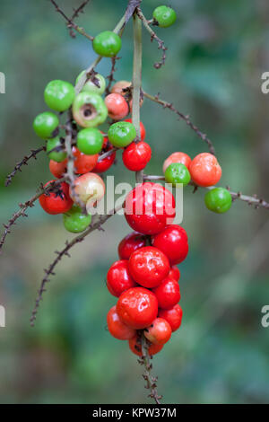 Palm-lily (Cordyline cannifolia) fruiting. Diwan. Daintree National Park. Queensland. Australia. Stock Photo