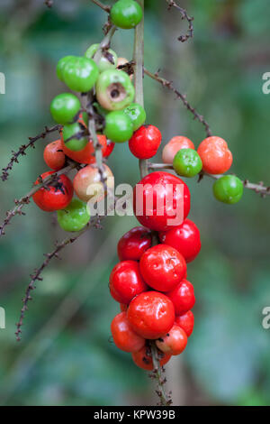 Palm-lily (Cordyline cannifolia) fruiting. Diwan. Daintree National Park. Queensland. Australia. Stock Photo