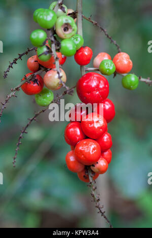 Palm-lily (Cordyline cannifolia) fruiting. Diwan. Daintree National Park. Queensland. Australia. Stock Photo