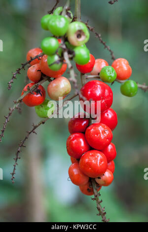 Palm-lily (Cordyline cannifolia) fruiting. December 2017. Diwan. Daintree National Park. Queensland. Australia. Stock Photo