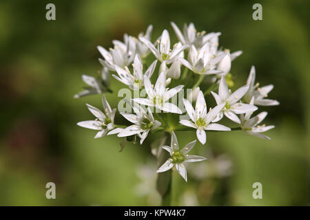 Wild garlic Allium ursinum Stock Photo