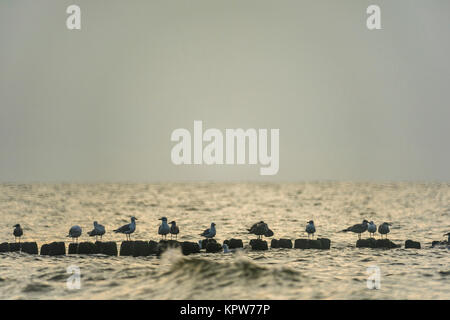 Seagulls on a breakwater off the coast of Mielno, Poland 2017. Stock Photo