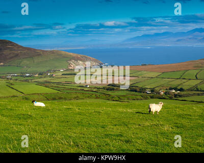 View from the Dingle Peninsula to the Iveragh peninsula with green grass, a blue ridge and a blue sky with grazing sheeps. Stock Photo