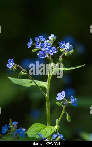 dark blue forget-me-not / dark blue forget-me-not Stock Photo