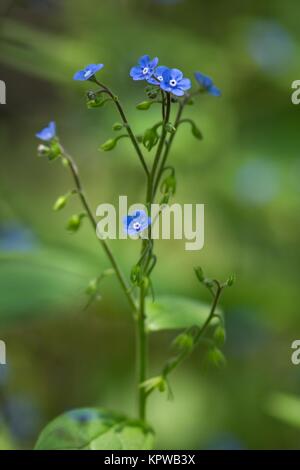 dark blue forget-me-not / dark blue forget-me-not Stock Photo