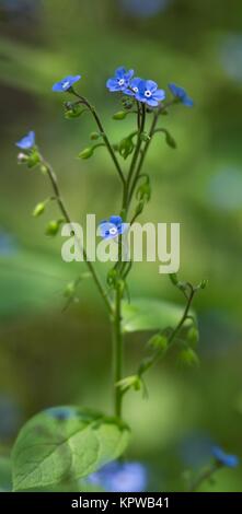 dark blue forget-me-not / dark blue forget-me-not Stock Photo