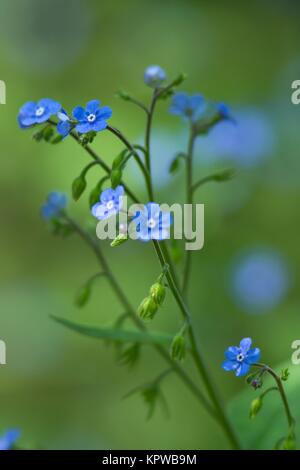 dark blue forget-me-not / dark blue forget-me-not Stock Photo