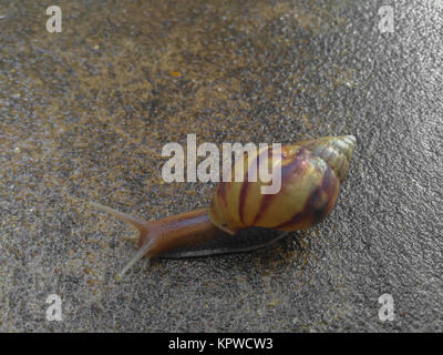 Snail moving Stock Photo