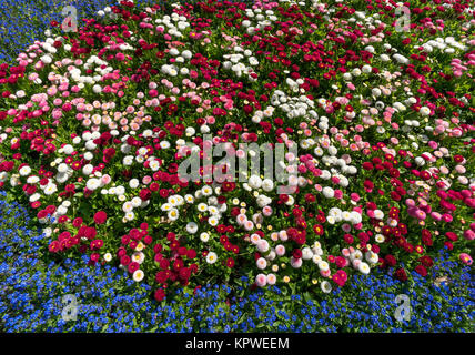 Colorful flower bed in spring with white pink red thousand beautiful Stock Photo