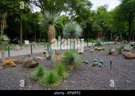 Agave Stricta (maguey) Jardín Botánico del Bosque de Chapultepec (Chapultepec Botanic Gardens)  in Chapultepec Park, Mexico City, Mexico Stock Photo