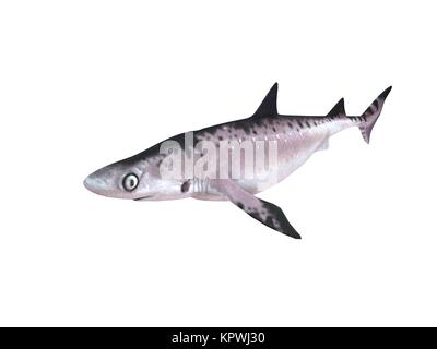 3d render of a shark inside a white stage Stock Photo