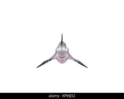 3d render of a shark inside a white stage Stock Photo