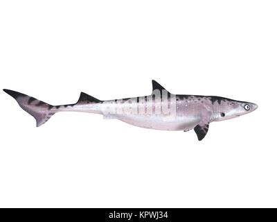 3d render of a shark inside a white stage Stock Photo