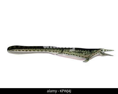 3d render of a crocodile inside a white stage Stock Photo