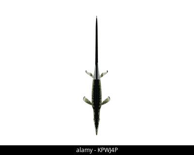 3d render of a crocodile inside a white stage Stock Photo