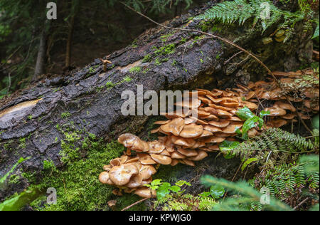 Family Honey fungus Stock Photo