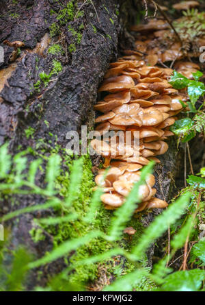 Family Honey fungus Stock Photo