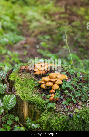 Family Honey fungus Stock Photo