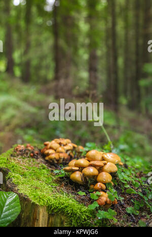 Family Honey fungus Stock Photo