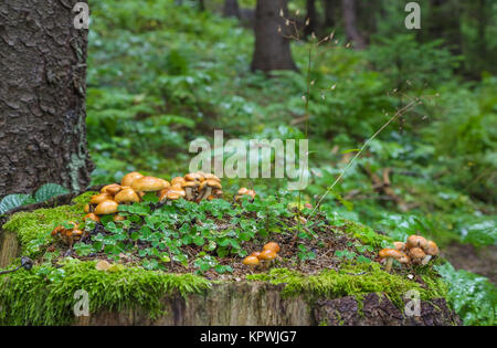 Family Honey fungus Stock Photo