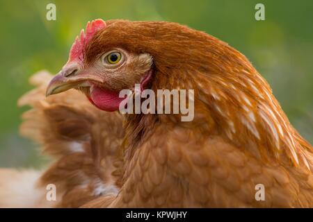 brown house chicken/brown chicken Stock Photo