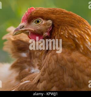 brown chicken Stock Photo