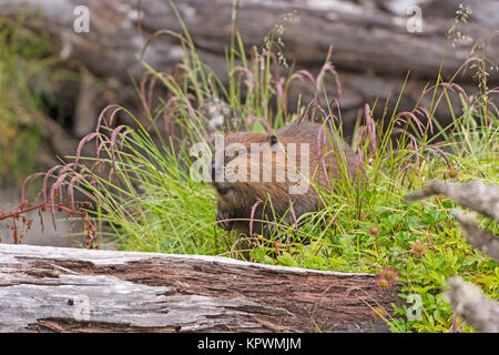 Introduced North American Beaver in Tierra del Fuego Stock Photo