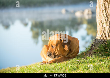 Boerboel dog by tree on river bank Stock Photo