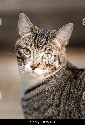 Tabby Cat Portrait Close Up Stock Photo