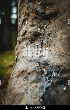 Resin Drops on forest tree trunk Stock Photo