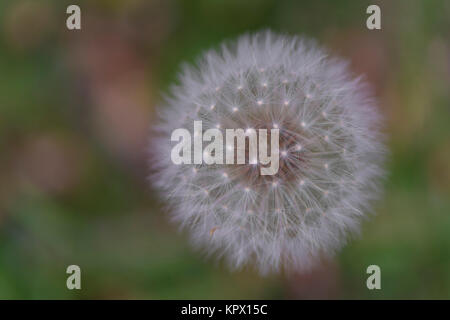 A single isolated dandelion head that has gone to seed, in close up and cropped view with a pastel mottled background leaving room for text on the lef Stock Photo