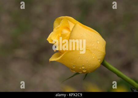 A single isolated yellow rose bud with water droplets, against a mottled blurred natural background. Shallow and soft focus. Stock Photo