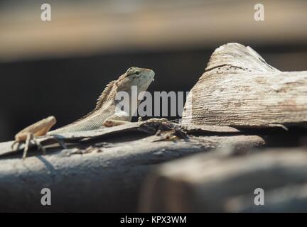 Lizard On Log Stock Photo