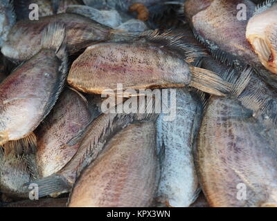 Dried Trichogaster Pectoralis Fish Stock Photo