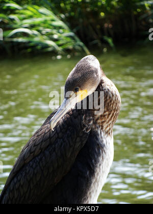 Â cormorant (phalacrocorax carbo). Stock Photo