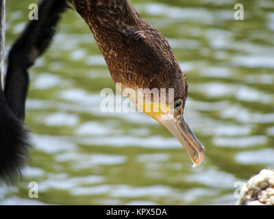 Â cormorant (phalacrocorax carbo). Stock Photo