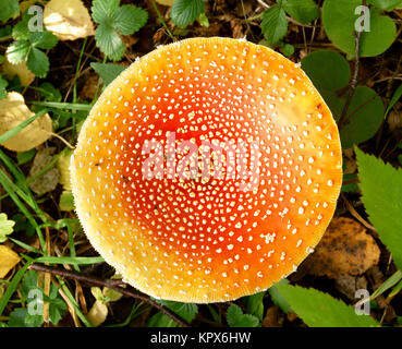 Top view of death cap Stock Photo