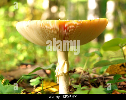 Front view of death cap Stock Photo