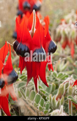 Sturt's Desert Pea flowers, a native of all mainland Australian states with the exception of Victoria. Stock Photo