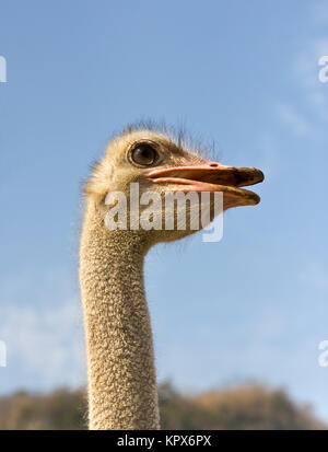Portrait of ostrich Stock Photo