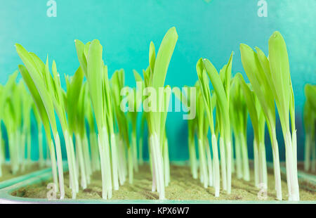 Young corn seedling growing Stock Photo