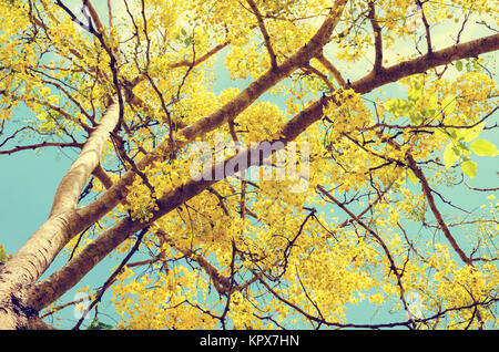 Yellow flowers on tree in vintage style Stock Photo