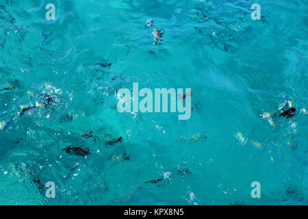 Fish swimm in the Sea Stock Photo