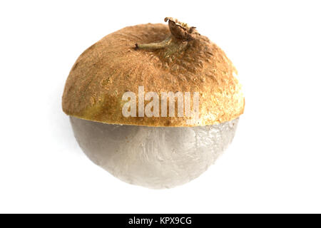 Single piece Dimocarpus Longan fruit with sheel half peel showing translucent flesh isolated on white background Stock Photo