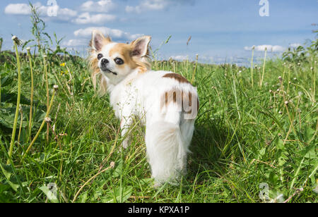 Chihuahua standing on the meadow and turns his head to the camera Stock Photo
