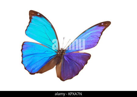 Blue tropical butterfly. Stock Photo