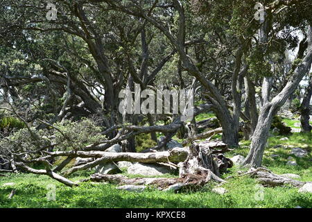 Dense tree trunks of native pohutukawa trees bleached by sun and salty sea breezes. Stock Photo