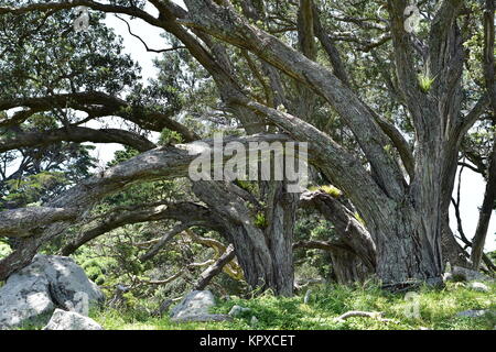 Bent trunks of New Zealand native pohutukawa trees bleached by sun and salty sea breezes. Stock Photo