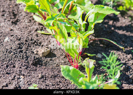Young beet grows on a bed Stock Photo